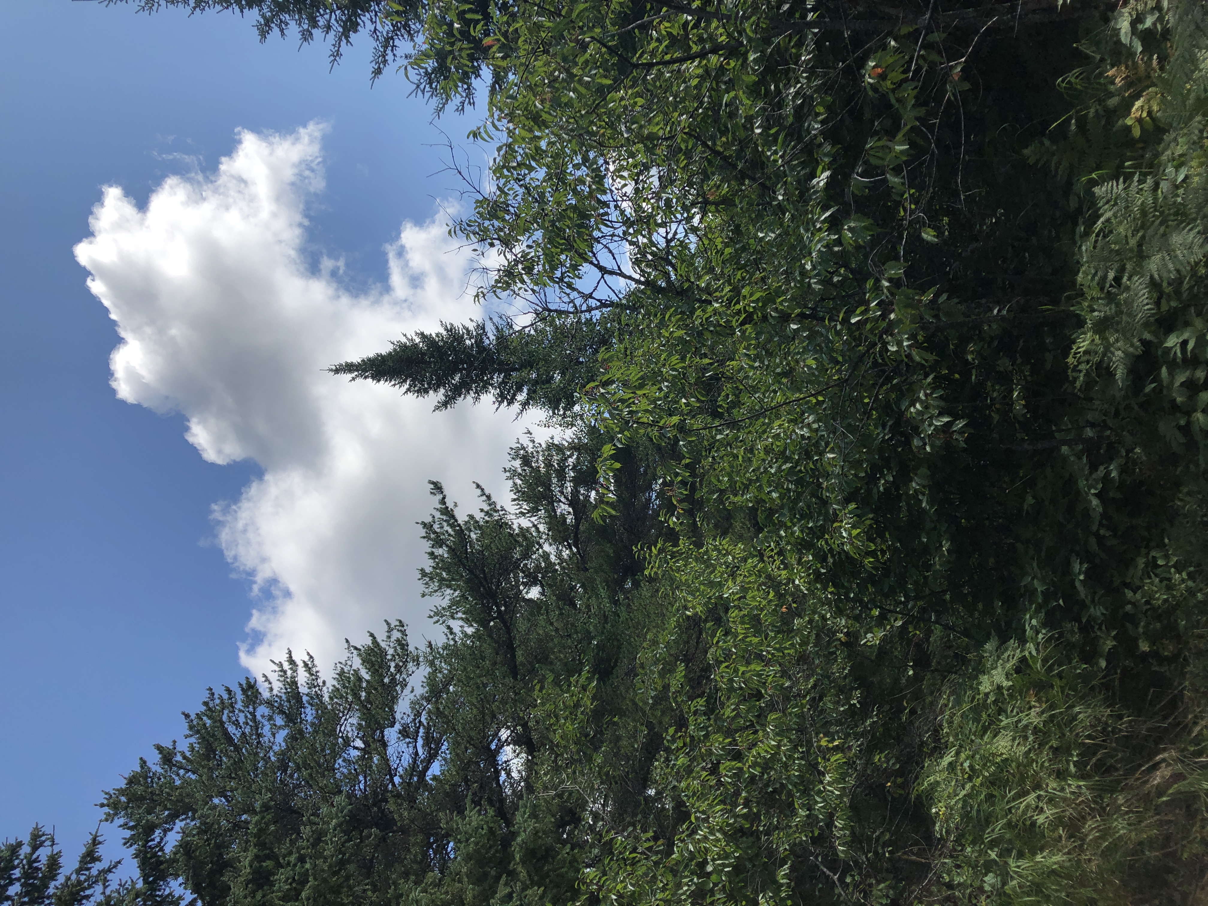 Highest Tree