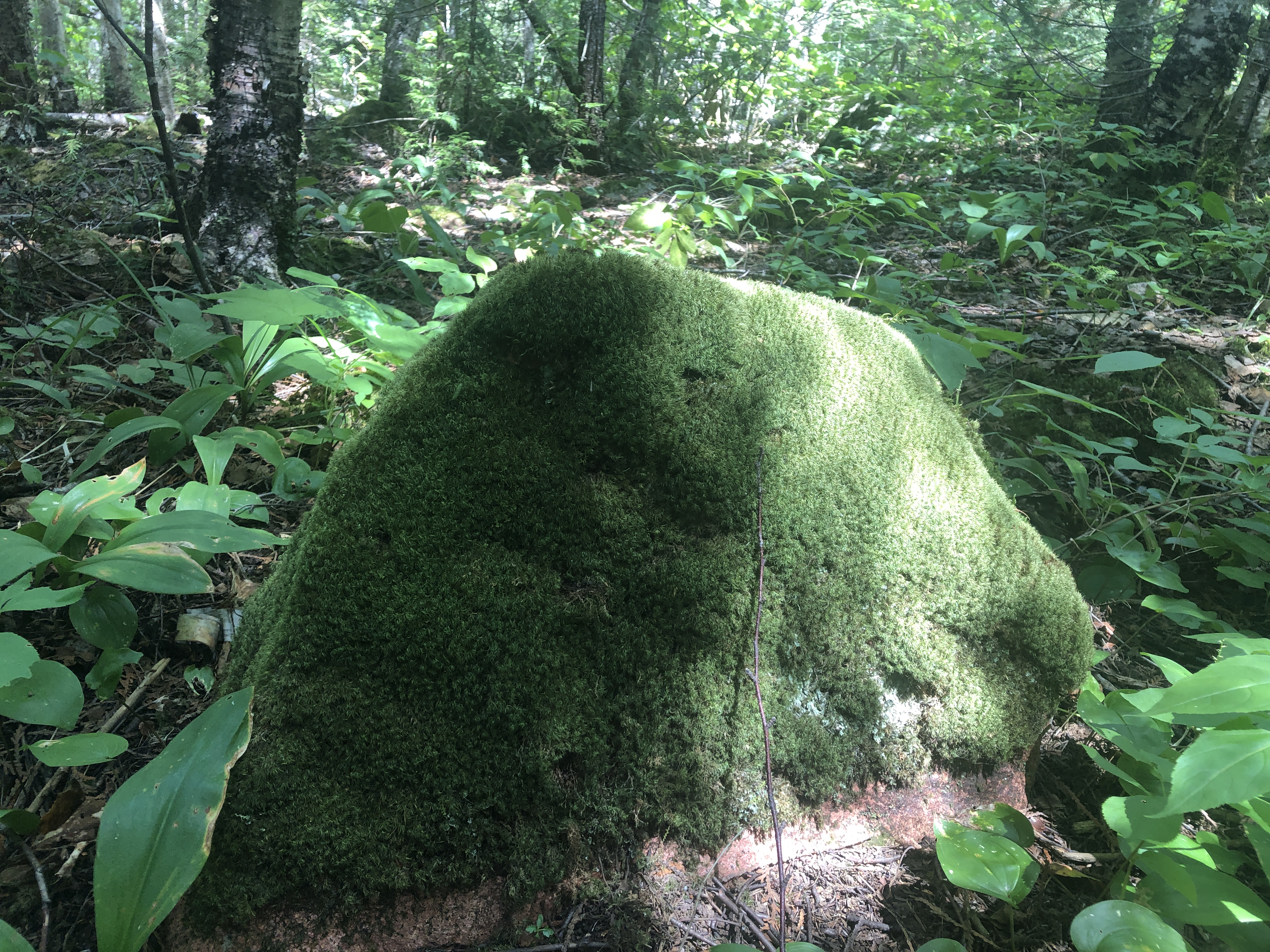 green rock